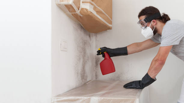 Professional Basement Mold Removal technician working in Linden, NJ